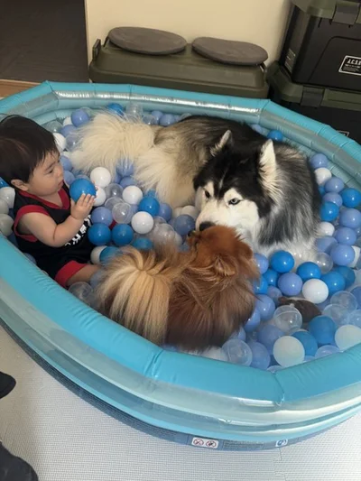 ひとりと2匹にピッタリのサイズです▶柴犬の妖精（？）も…（⇒次へ）