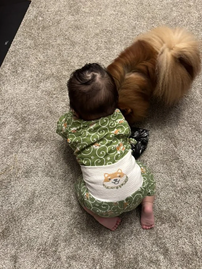 同じくらいのサイズ感ですね！▶（次画像からは甘えん坊で姫ばあちゃんを守る使命感がとても強いゴールデンレトリバー。穏やかな日常を描いた『姫ばあちゃんとナイト』が読めます）