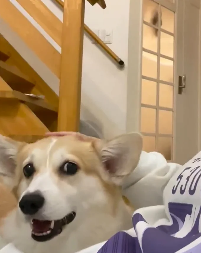 ご機嫌でなでなでされているあんずちゃんですが…？▶…ん？（⇒次へ）