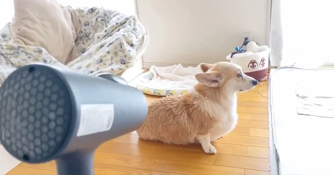 こちらを向かないあんずちゃん▶ここは私の場所！（⇒次へ）