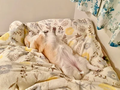 場所取りに勝ち続けるあんずちゃん▶犬こね職人の朝は早い（⇒次へ）