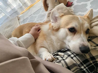 なでてほしくて寄ってきたあんずちゃん▶そのまま…（⇒次へ）