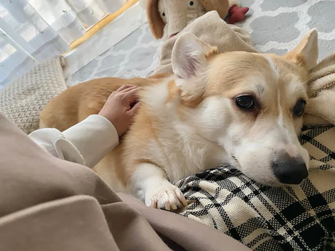 なでてほしくて寄ってきたあんずちゃん▶そのまま…（⇒次へ）