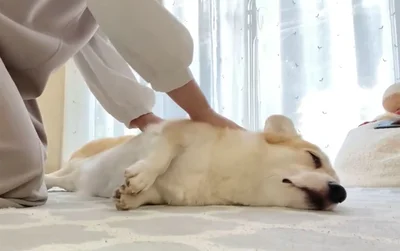 気持ちよさそうにこねられている…▶なでて…（⇒次へ）