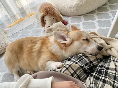 すやすや…▶あ～～そこそこ…（⇒次へ）