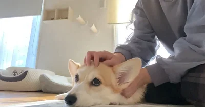 頭皮マッサージも大好き！▶何かを訴える（⇒次へ）