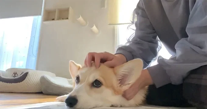 頭皮マッサージも大好き！▶何かを訴える（⇒次へ）