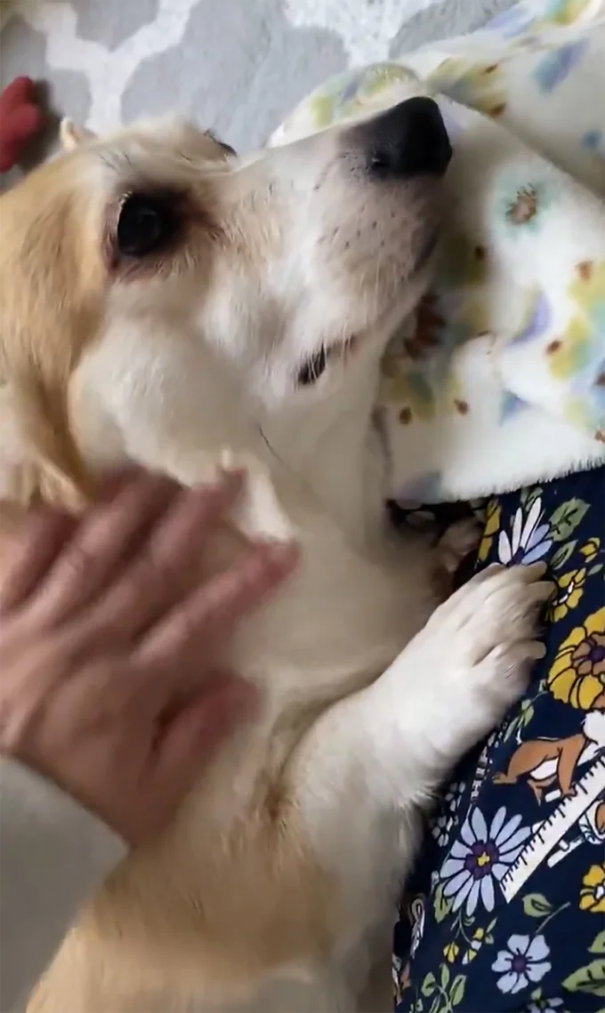 なでてもらえてウットリ…（以降無限ループ）▶お手ですが！（⇒次へ）