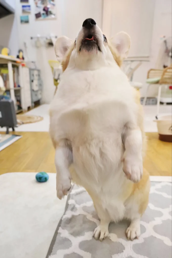 飼い主「私は“お手”って言いましたよ」▶（⇒次へ）