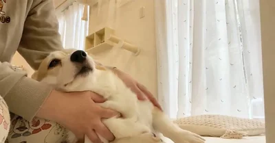 飼い主「精神統一のため朝から犬をこねる宗教に入っています」▶我をこねよ（⇒次へ）