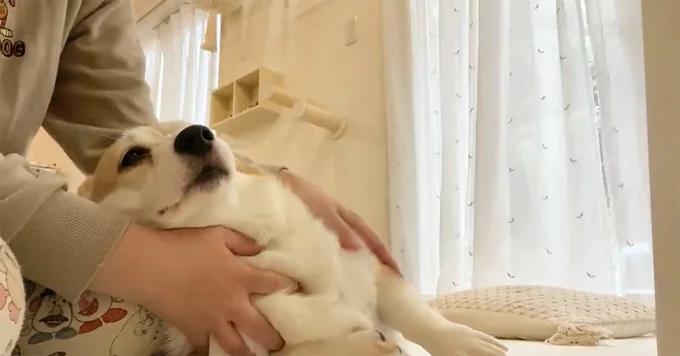 飼い主「精神統一のため朝から犬をこねる宗教に入っています」▶我をこねよ（⇒次へ）