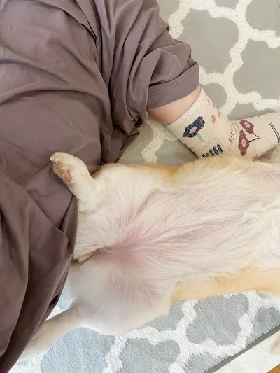 たまに人間の上に足を乗っけて寝るあんずちゃん▶登りたいのに～！（⇒次へ）