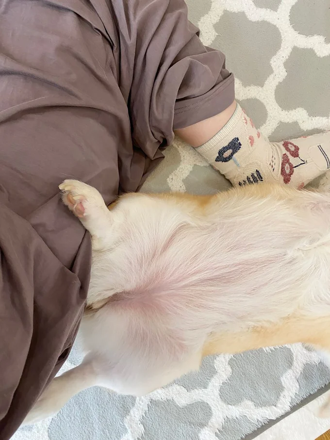 たまに人間の上に足を乗っけて寝るあんずちゃん▶登りたいのに～！（⇒次へ）