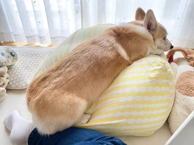 人間を踏み台にしてプルプルしながらビーズクッションに登りたがって2日で挫折したあんずちゃん▶散歩に…（⇒次へ）