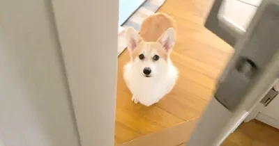 飼い主「散歩行こ」▶散歩と聞いて…（⇒次へ）