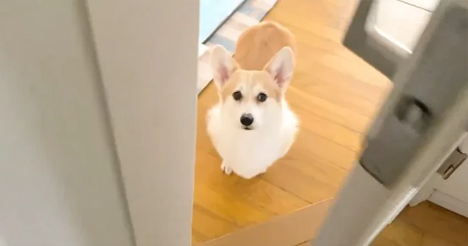 飼い主「散歩行こ」▶散歩と聞いて…（⇒次へ）