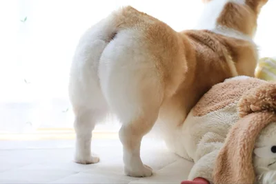 桃のようなあんずちゃんのおしり▶むちむちぃ…（⇒次へ）