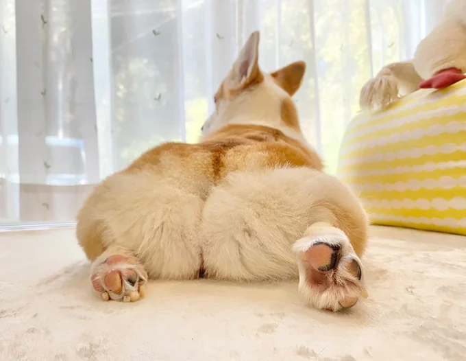 窓の外の通勤通学を見守るあんずちゃん▶まったりポーズ（⇒次へ）