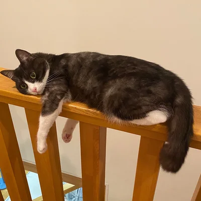 手すりで寝るちくわぶちゃん▶対比がおもしろい（⇒次へ）