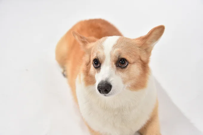 なでなでの手が離れると笑顔から一変…？