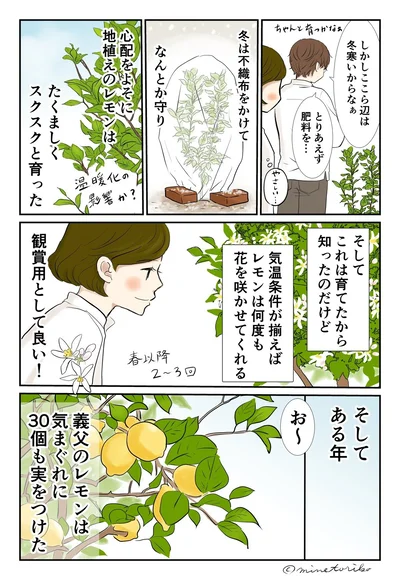 鶏肉の和風レモン煮に、冬至にゆずとレモンの湯。庭にレモンの木がある生活