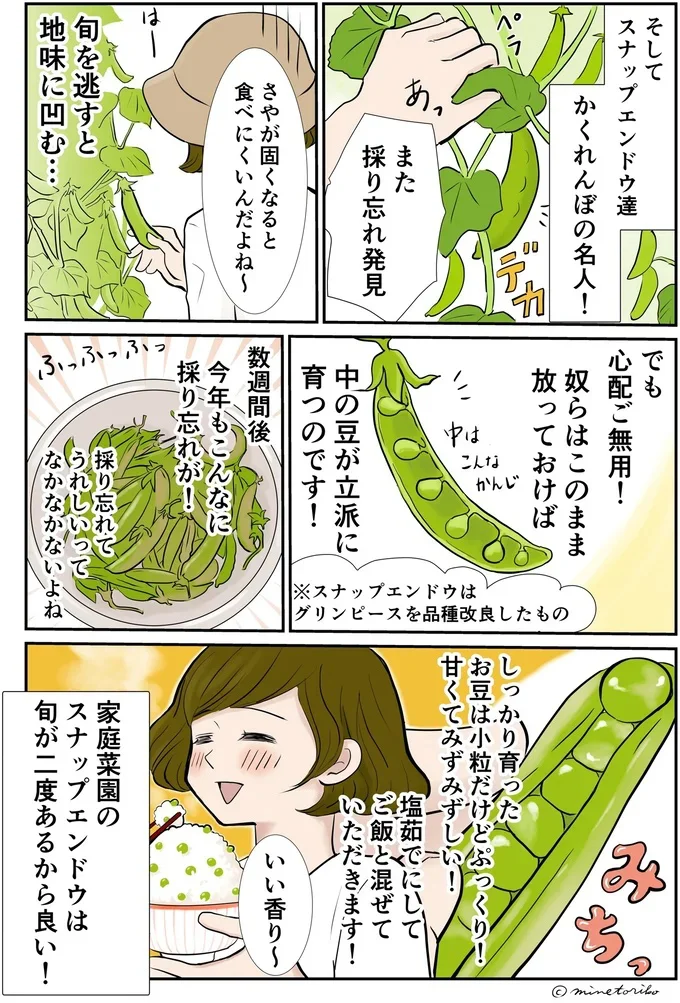 スナップエンドウの筋取り、めんどくさいけどキモチ良い！
