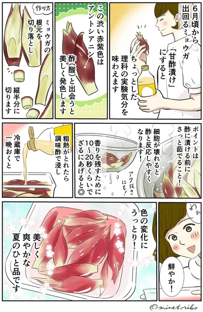 色の変化にうっとり！鮮やかな色と爽やかな味わいの「ミョウガの甘酢漬け」