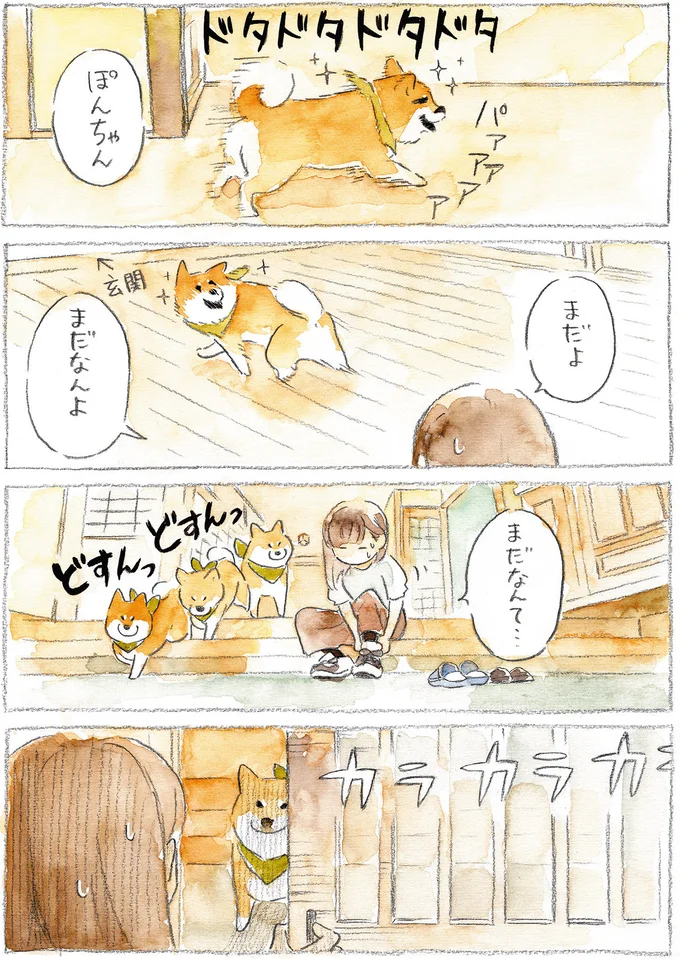 『柴犬ぽんちゃん、今日もわが道を行く』より