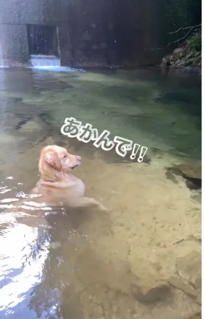 川に飛び込もうとする飼い主さんを見守るイブ君がとった行動とは!?(⇒次へ)