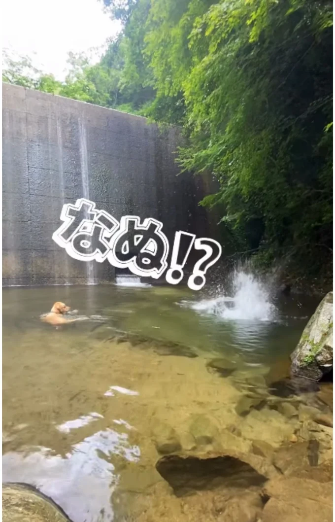 飼い主さんが再び飛び込むと、すぐ戻るイブ君▶何度レスキューされてもあきらめない(⇒次へ)