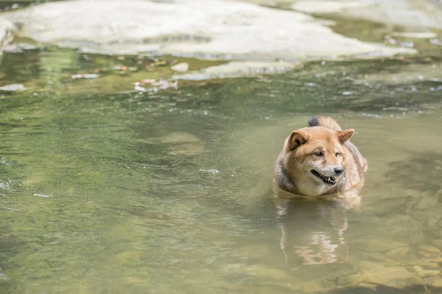 柴犬のやさしすぎる勘違いの行動とは!?(⇒次へ)