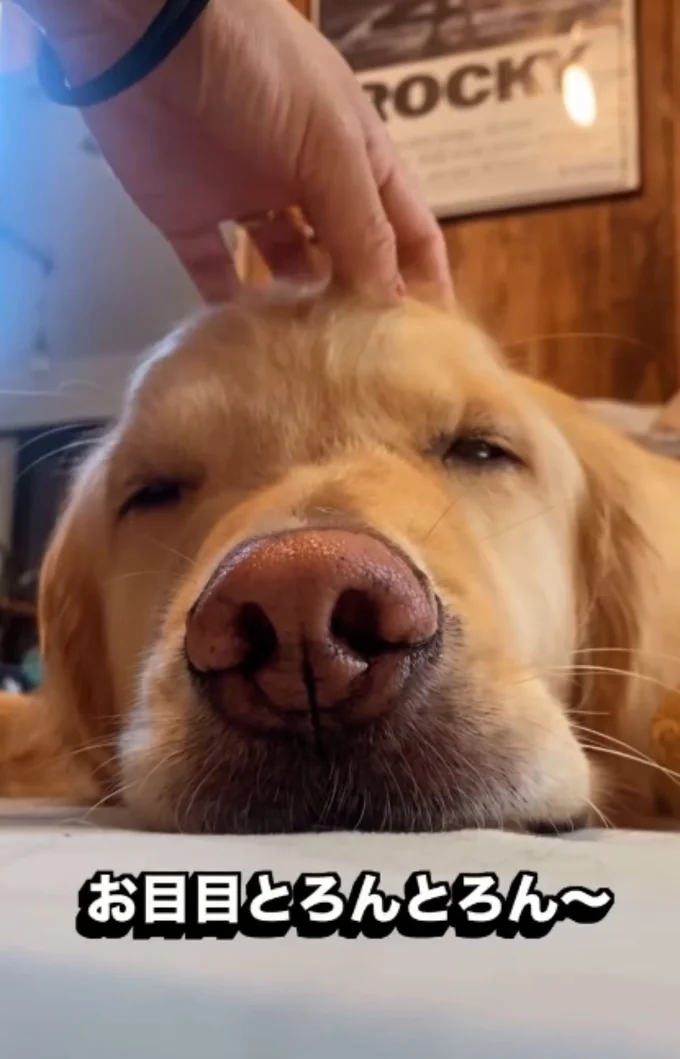 目がとろんとろんのイブ君▶(次画像からほっこりできる柴犬との実録をえがいた『柴犬ぽんちゃん、今日もわが道を行く』が読めます)