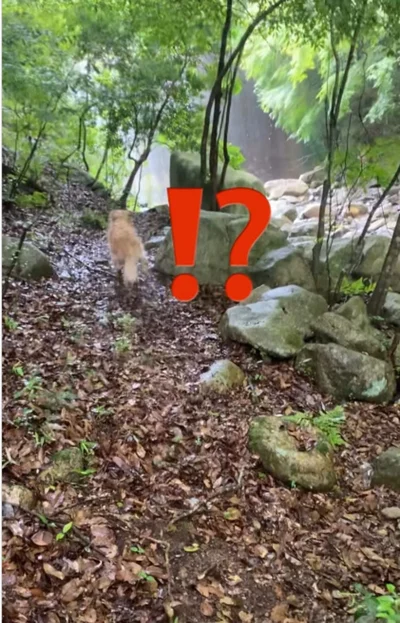 あきらめずに飛び込む飼い主さんにイブ君もびっくり▶駅前で飼い主さんをまつイブ君（⇒次へ）