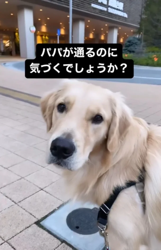 飼い主さんがきたらにおいですぐわかる!▶安定の背中でのんびり(⇒次へ)