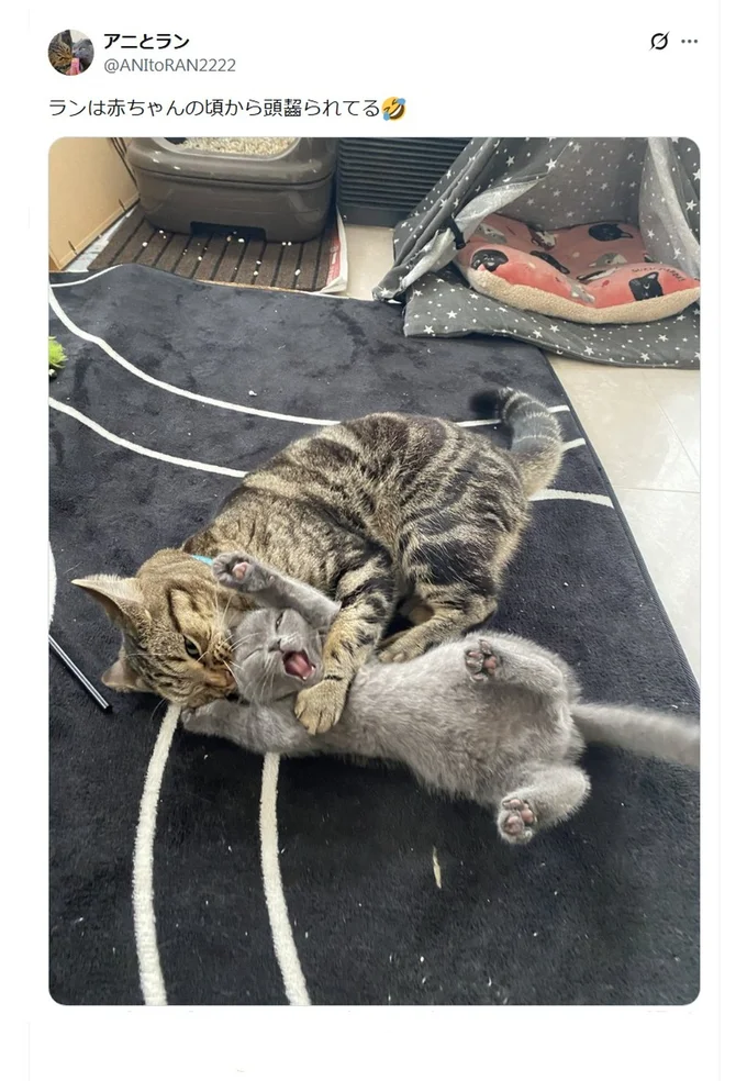 猫の上下関係が分かる写真▶かじられている猫の表情に注目！（⇒次へ）