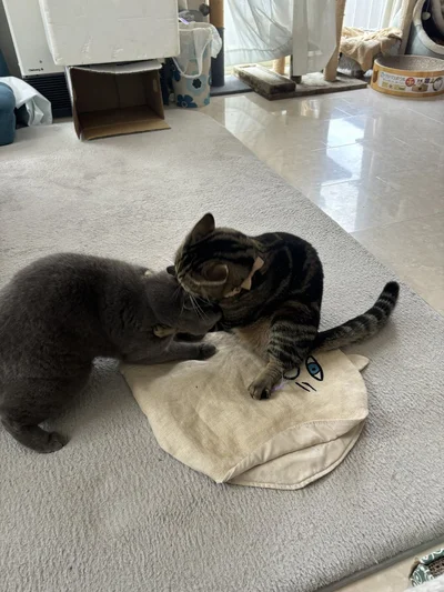 最近の齧られ▶先輩猫は色々と教えてくれます（⇒次へ）