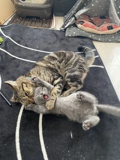 これはみごとなやられ顔！▶やられてばかりではないんです（⇒次へ）