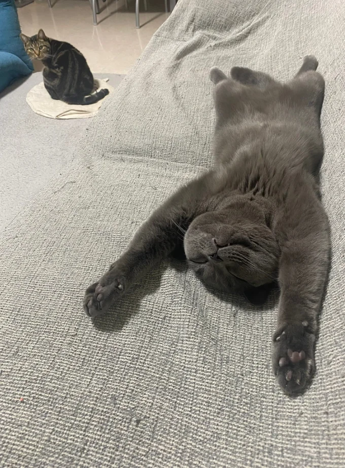 ヘソ天▶まるで人間のような寝ころび方（⇒次へ）