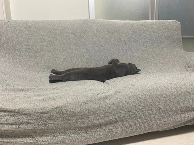 もう人です▶2匹仲良く眠ることも…（⇒次へ）