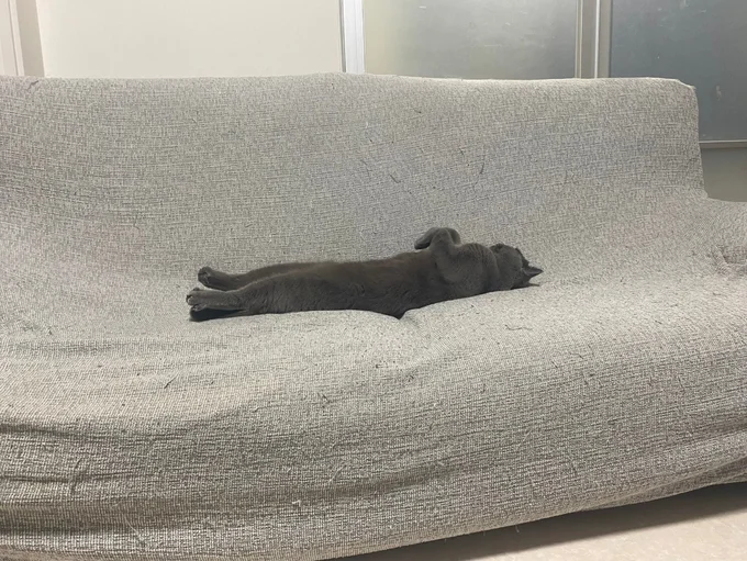 もう人です▶2匹仲良く眠ることも…（⇒次へ）