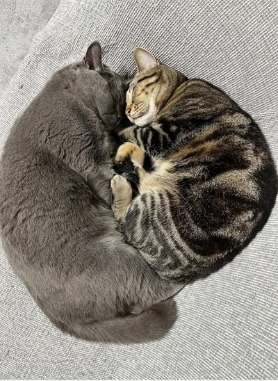 仲良く寝る事もあるのですが頻度は「たまに（笑）」▶正反対な性格の2匹です（⇒次へ）