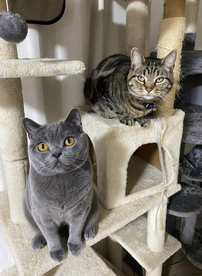 かわいいアニちゃんランちゃん▶これも愛情表現（⇒次へ）