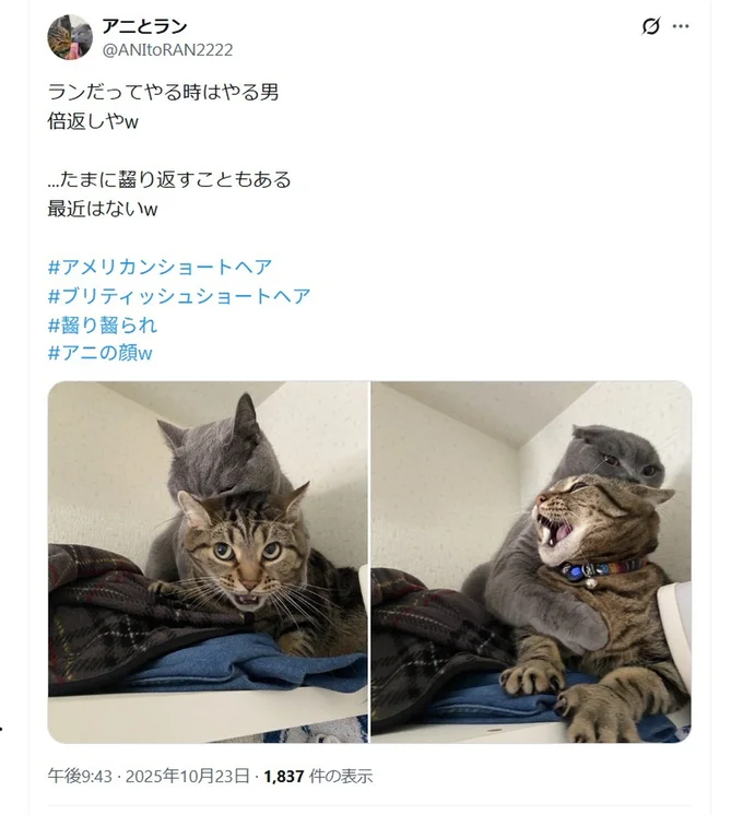 ランちゃんの反撃！▶今日こそはやり返す！（⇒次へ）