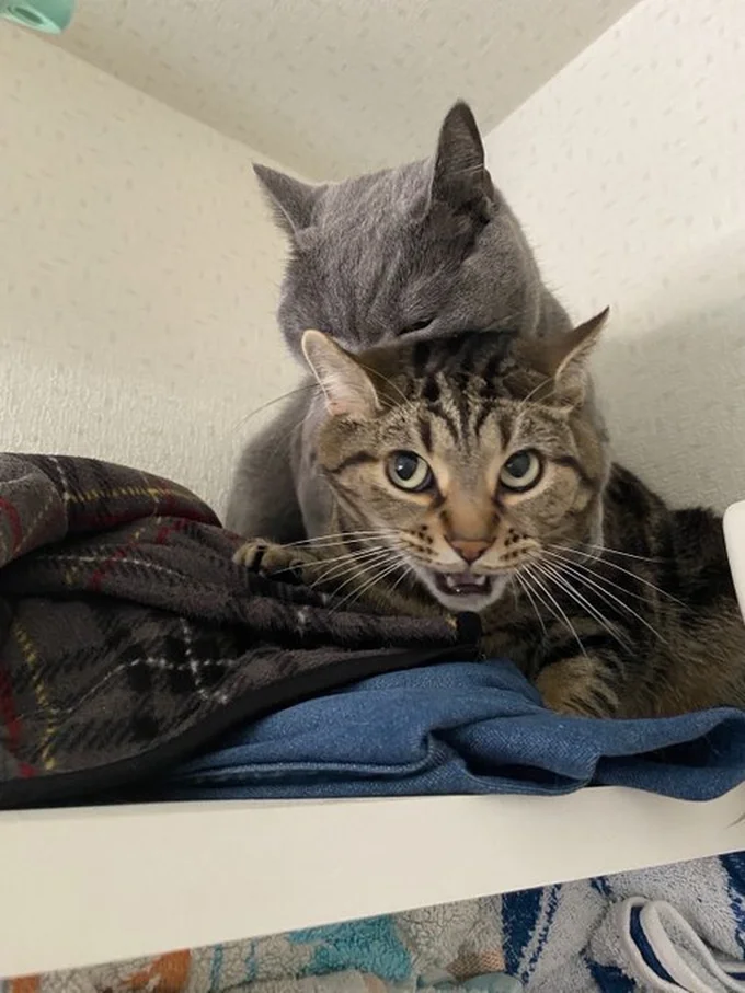 ランちゃんだってやるときはやる男！▶（⇒次へ）