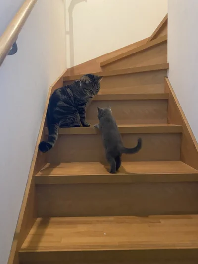 アニちゃんは頭を齧るだけじゃなく階段の登り方も教えてくれた先輩！▶娘さん達の一目惚れでやってきたランちゃん（⇒次へ）