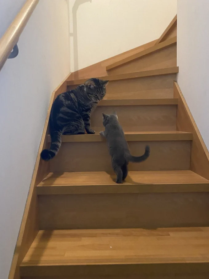 アニちゃんは頭を齧るだけじゃなく階段の登り方も教えてくれた先輩！▶娘さん達の一目惚れでやってきたランちゃん（⇒次へ）