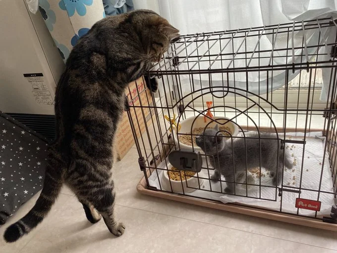 サイズ差がかわいい…！▶こたつで何をしているの…？（⇒次へ）