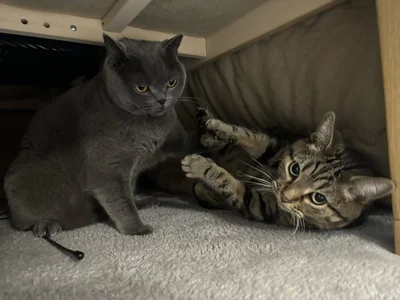 こたつの中でニャンプロ▶ランちゃんは待ち伏せが好き（⇒次へ）