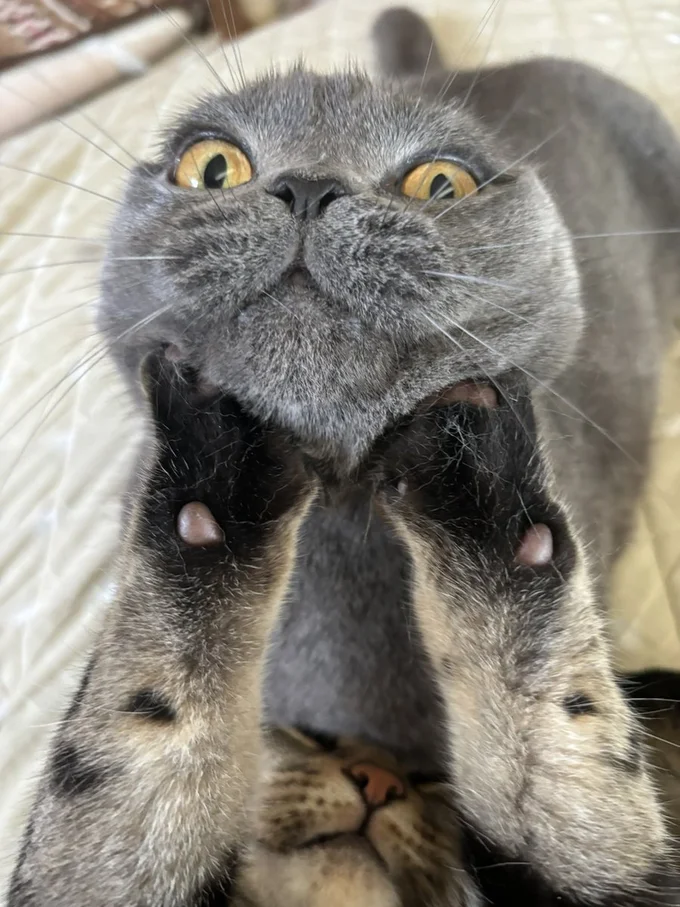 かわいすぎるケンカ▶猫パンチ！！（⇒次へ）