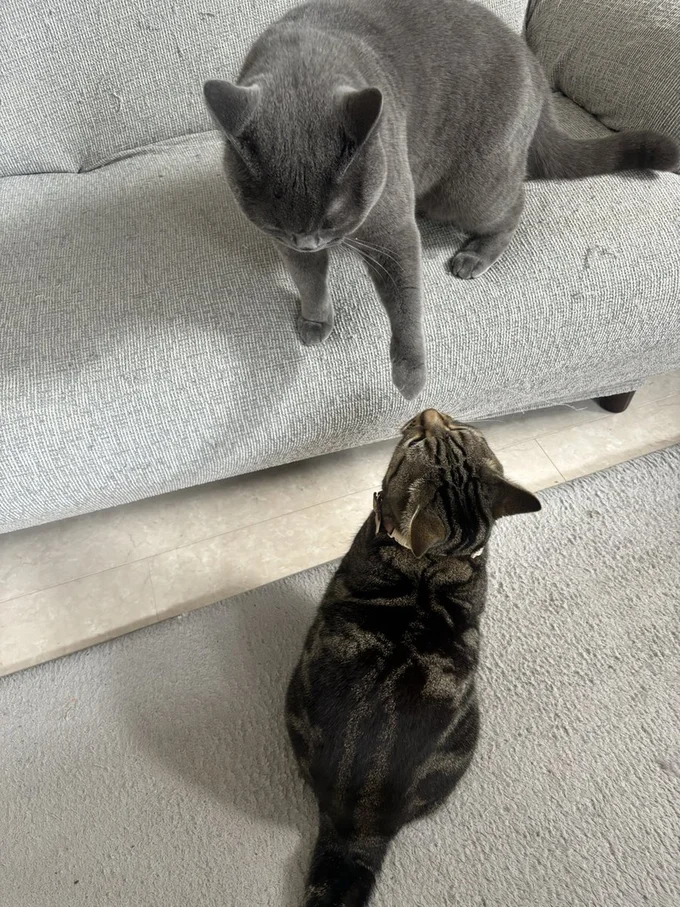 手の匂いを嗅がせると見せかけてパンチ▶アニちゃんは寝技が得意（⇒次へ）